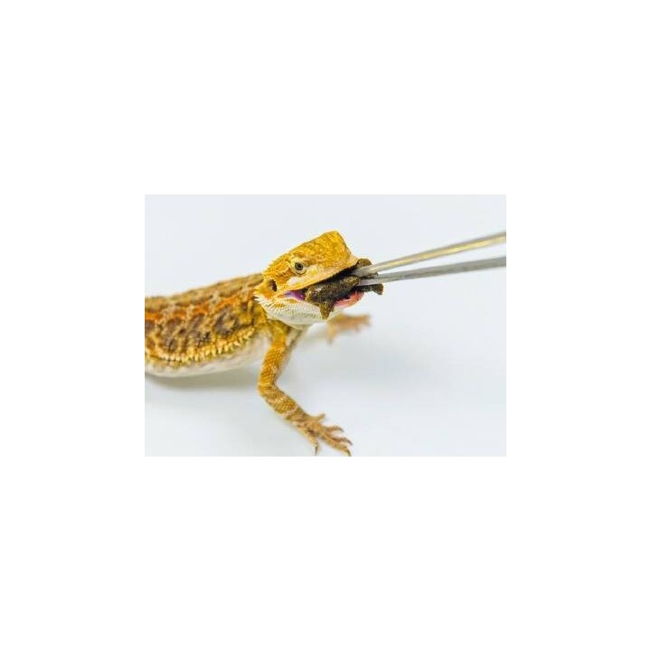 croquettes pour pogona hikari dragongel 60g de hikari reptile a3020620 (3247),hikari dragongel 60g de hikari reptile a3020620 (3