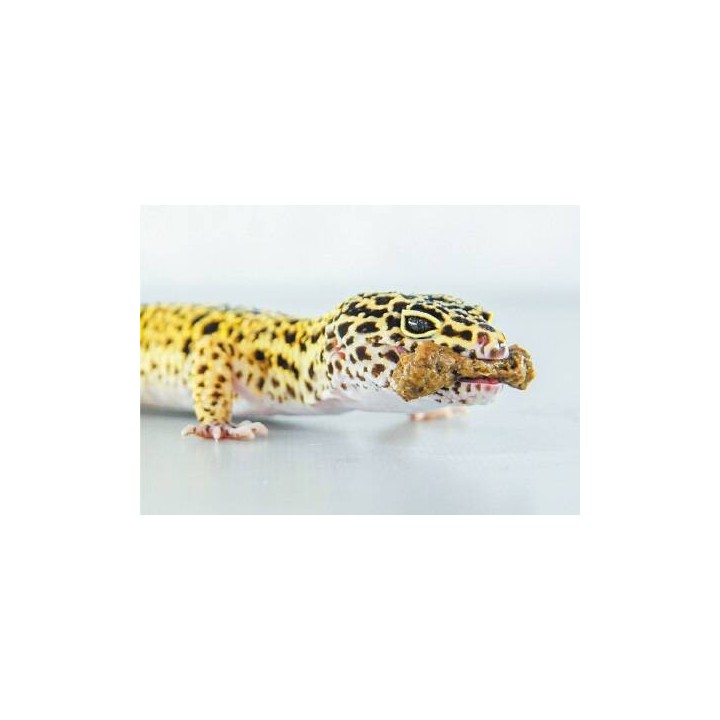 nourriture pour gecko leopard hikari leopagel 60g de hikari reptile a3020610 (3230),hikari leopagel 60g de hikari reptile a30206