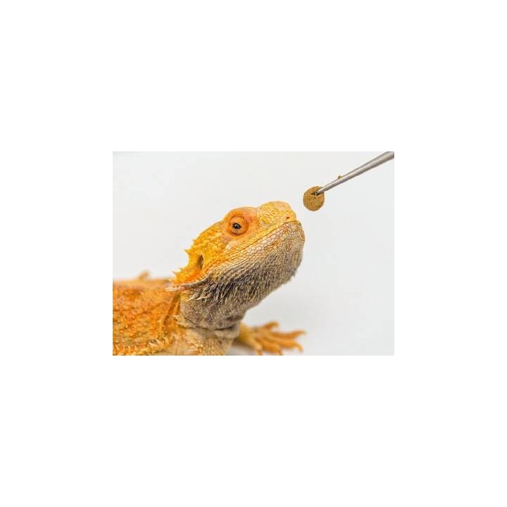 nourriture complete pour pogona hikari dragon delite 200g de hikari reptile a3020625 (3242),hikari dragon delite 200g de hikari