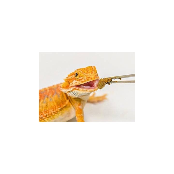 nourriture complete pour pogona hikari dragon delite 200g de hikari reptile a3020625 (3242),hikari dragon delite 200g de hikari
