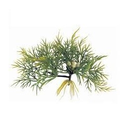 plante flottantefanwort de exo-terra pt3064 (2469)