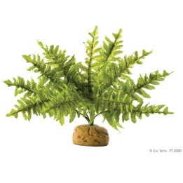 boston fern - small de exo-terra pt2990 (2465)