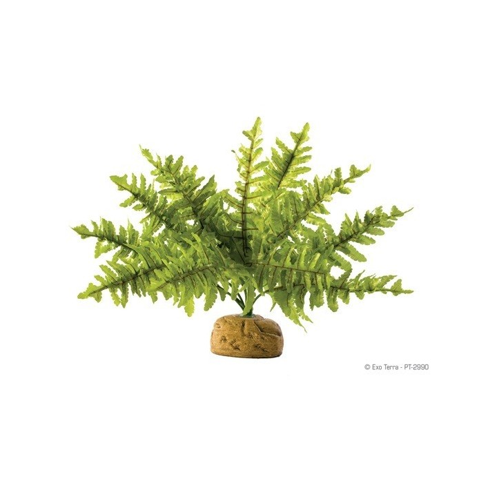 boston fern - small de exo-terra pt2990 (2465)