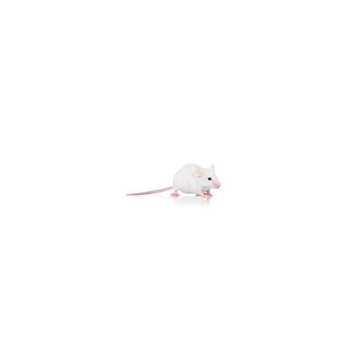Souris Sauteuse +10g congelé pour reptiles - VentreaTerre