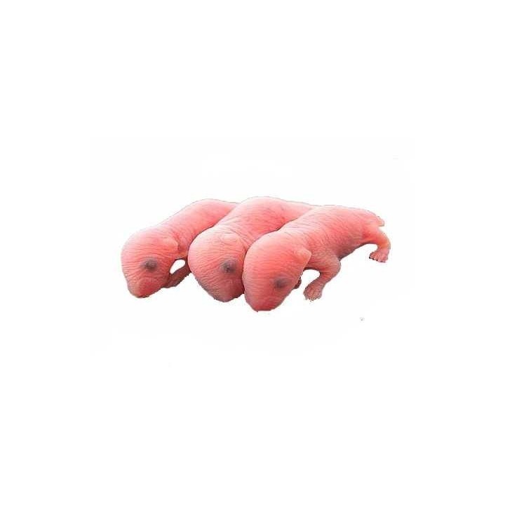 Souris Fœtus congelé pour reptiles - VentreaTerre