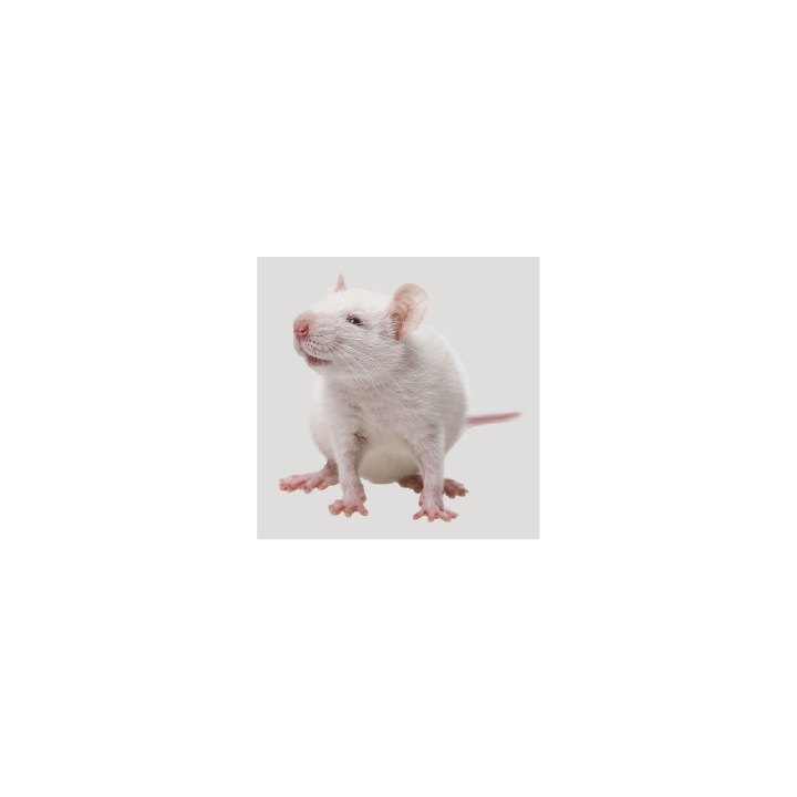 Souris Jumbo +40g congelé pour reptiles - VentreaTerre