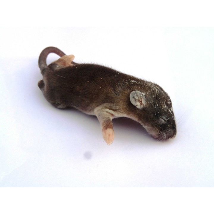 Raton +12g congelé congelé pour reptiles - VentreaTerre