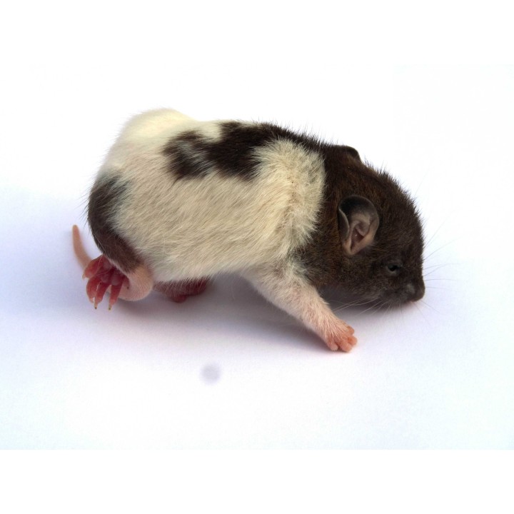 Raton +12g congelé congelé pour reptiles - VentreaTerre