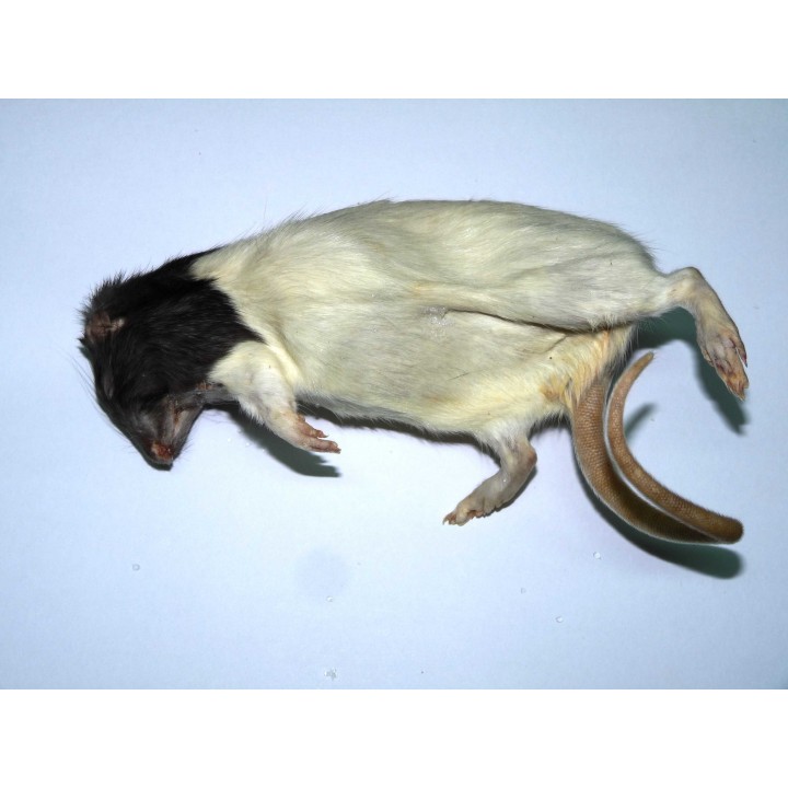 Rat +/-500g congelé pour reptiles - VentreaTerre
