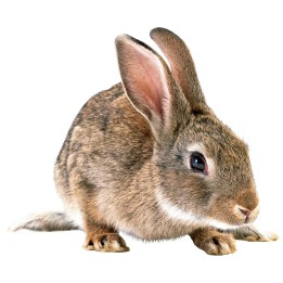 Lapin congelé 2kg - 2.5kg pour serpent congelé pour reptiles - VentreaTerre