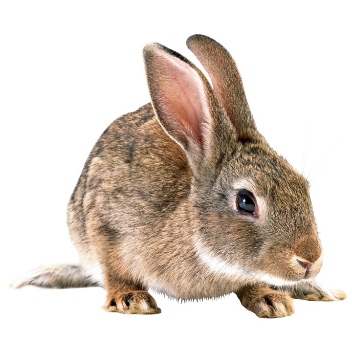 Lapin congelé 2kg - 2.5kg pour serpent congelé pour reptiles - VentreaTerre