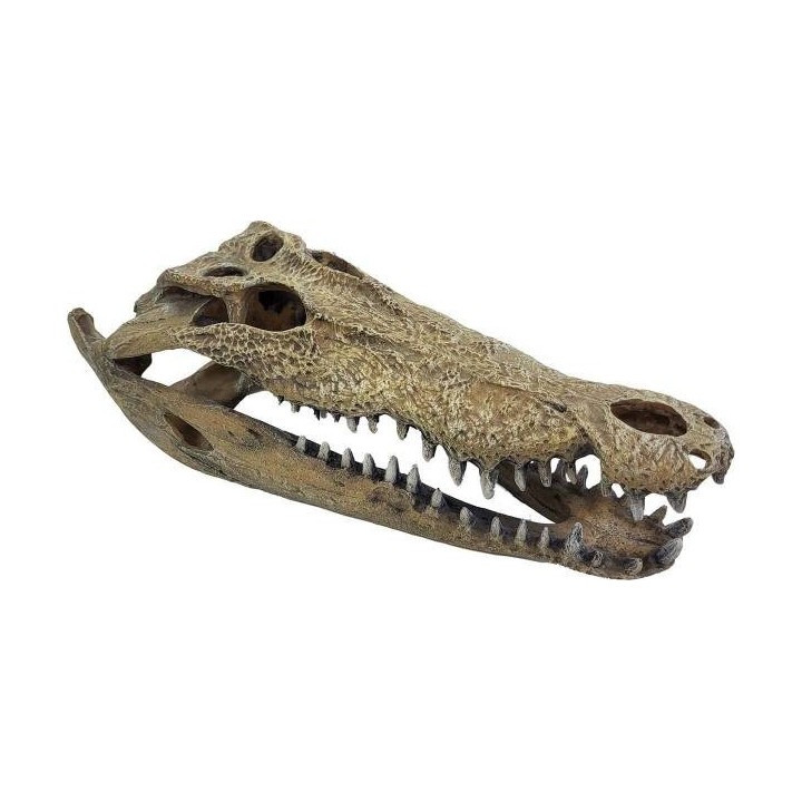crane de crocodile xxl en resine de repto r5100365 (3970),crane de crocodile xxl pour reptile de repto r5100365 (3880),decoratio