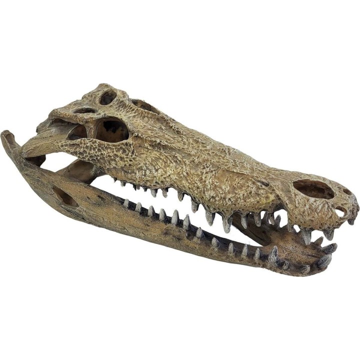 crane de crocodile xxl en resine de repto r5100365 (3970),crane de crocodile xxl pour reptile de repto r5100365 (3880),decoratio